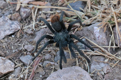 Aphonopelma madera