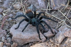 Aphonopelma madera