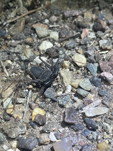 Arizona Tailless Whip Scorpion photo 3