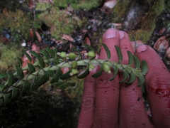 Fernandezia