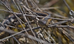 Thamnophis gigas