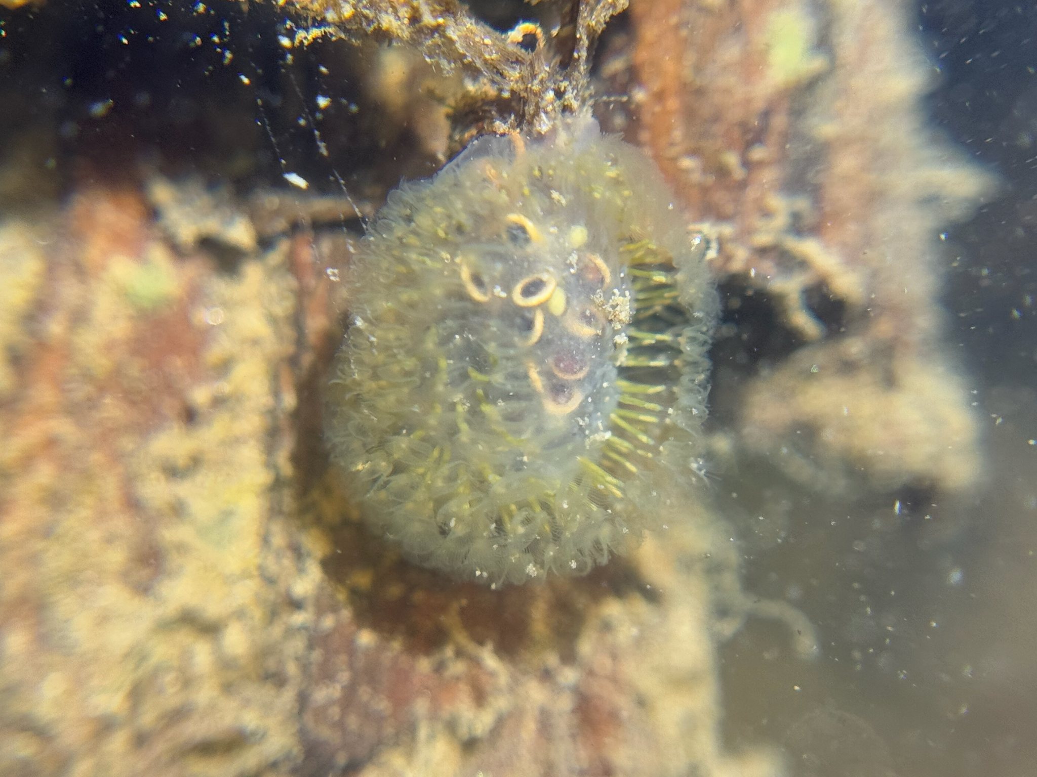 Cristatella mucedo Cuvier, 1798