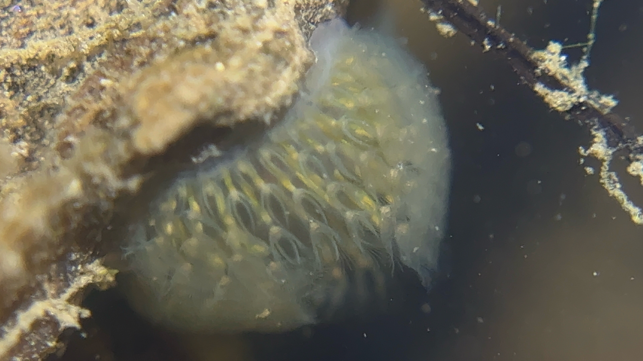 Cristatella mucedo Cuvier, 1798