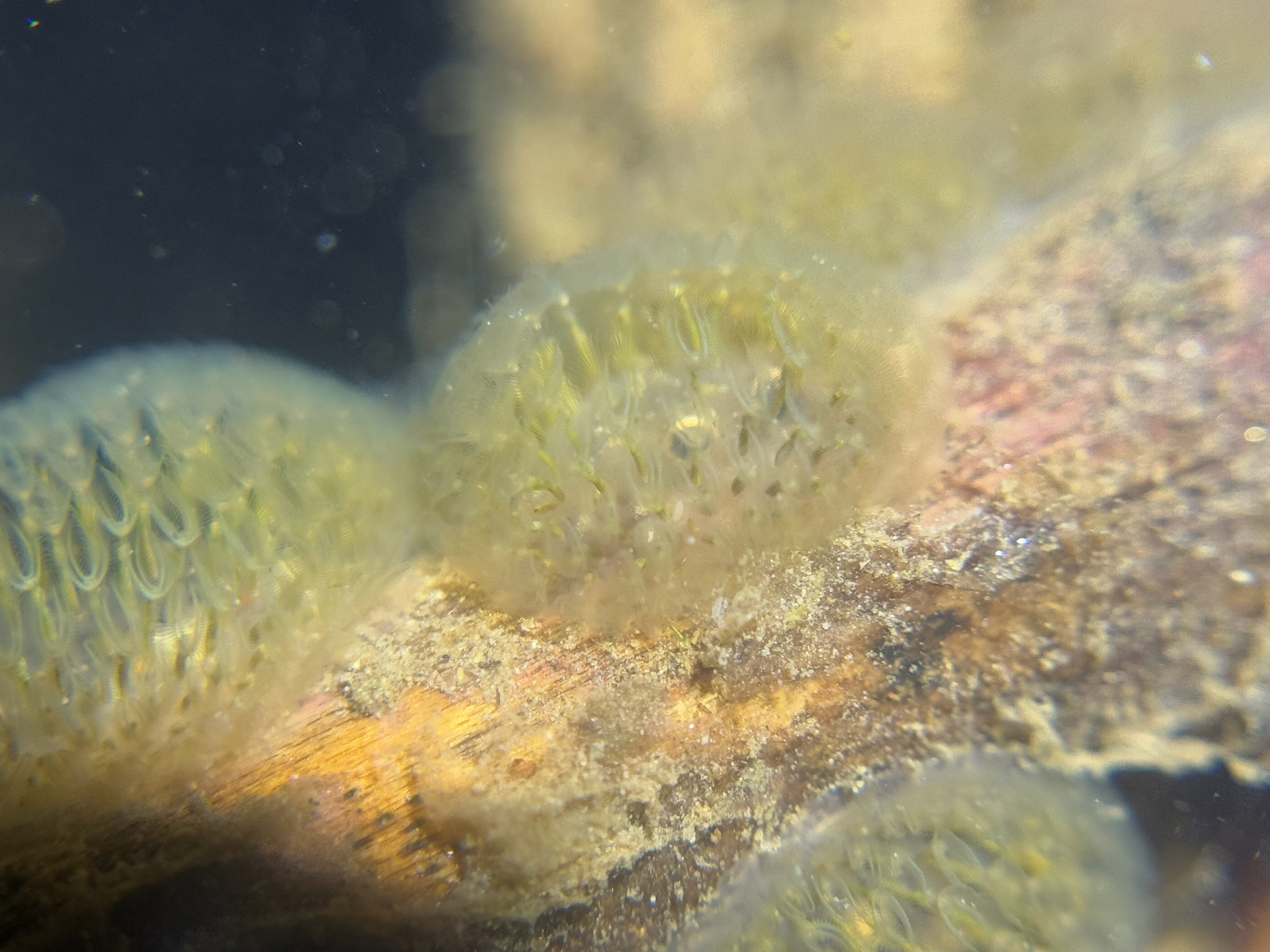 Cristatella mucedo Cuvier, 1798