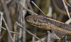 Thamnophis gigas