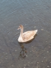 Cygnus olor