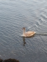 Cygnus olor