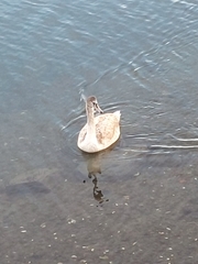 Cygnus olor