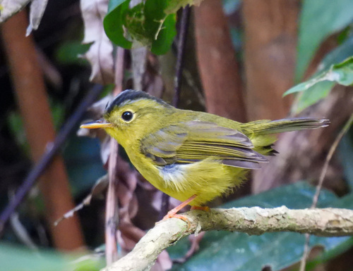 Whistler's Warbler (Phylloscopus whistleri), photo 8
