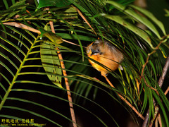 Pellorneum malaccense