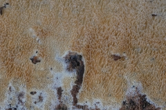 Steccherinaceae