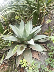 Agave ovatifolia