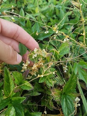 Cuscuta pentagona