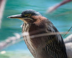 Butorides virescens