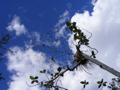 Tillandsia paniculata
