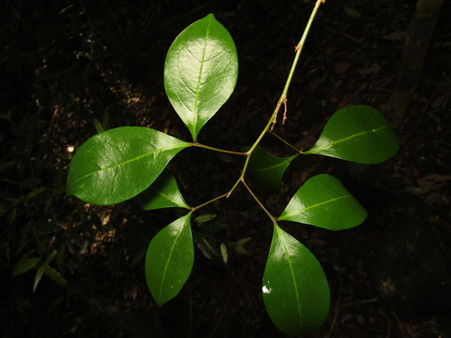 twin leaf tuckeroo (Rhysotoechia bifoliolata)