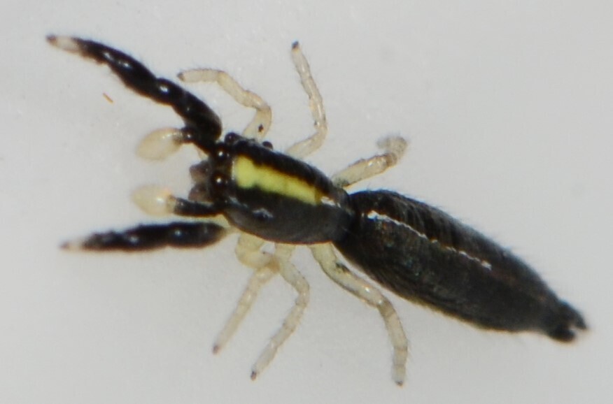 Tenuiballus coronatus
