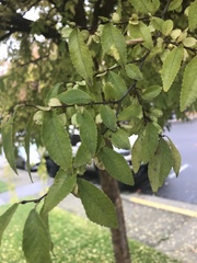 Zelkova serrata