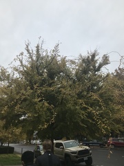Zelkova serrata
