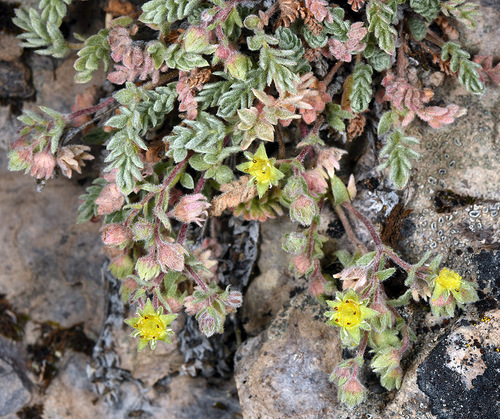 Ivesia rhypara var. shellyi