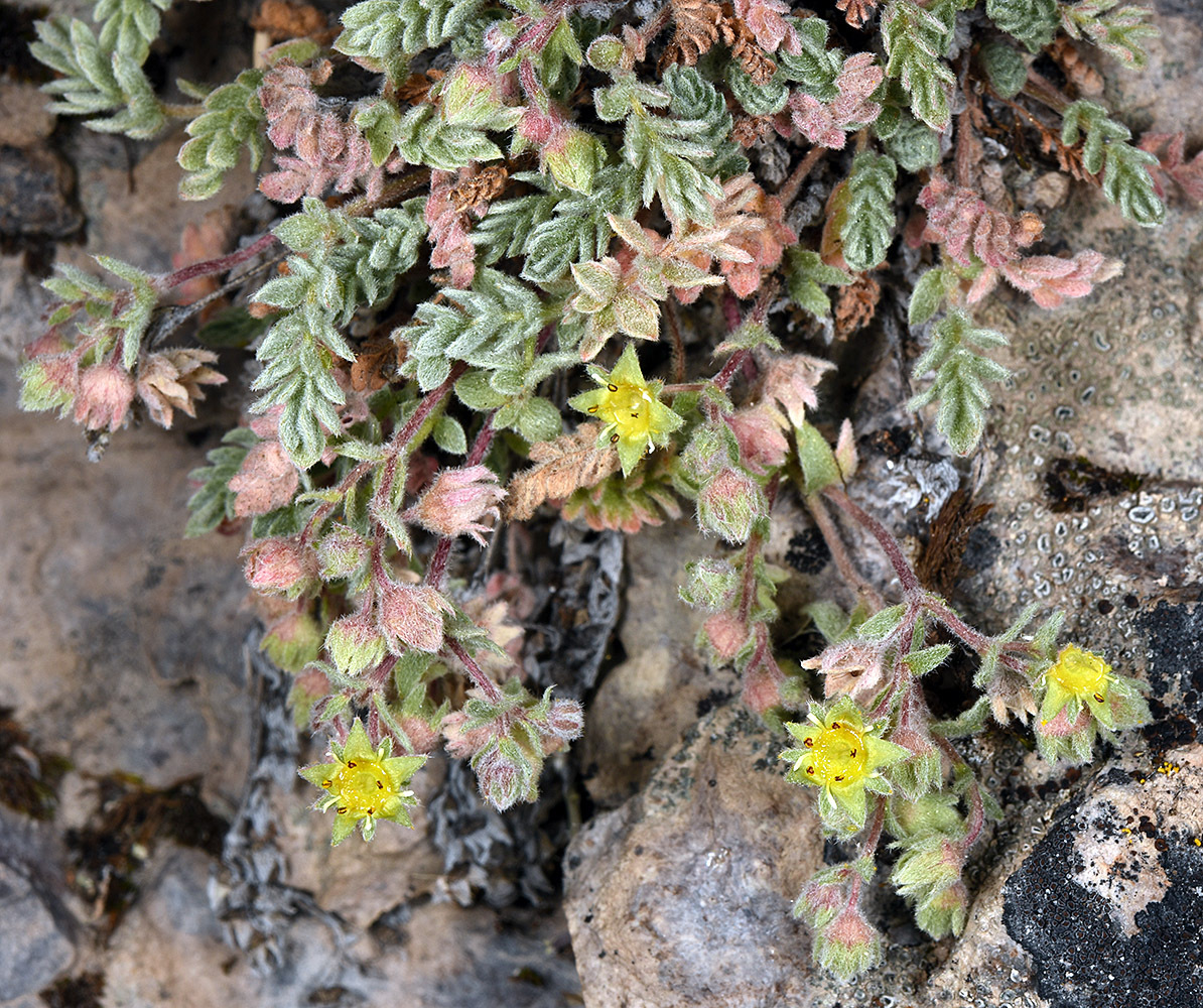 Ivesia rhypara var. shellyi