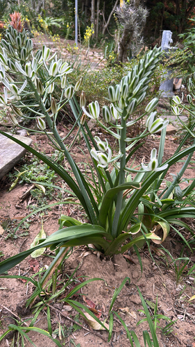 Foto de Albuca nelsonii