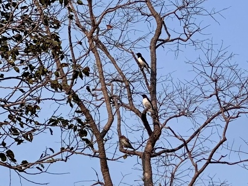 Violet-backed Starling