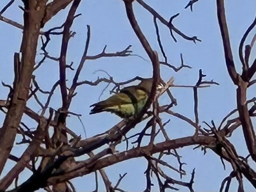Meyer's Parrot