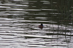 Oxyura ferruginea