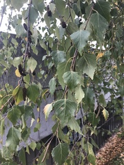 Betula pendula