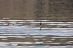 Orochelidon andecola