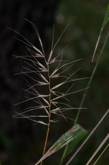 Elymus hystrix hystrix