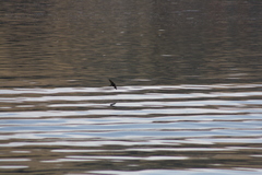 Orochelidon andecola