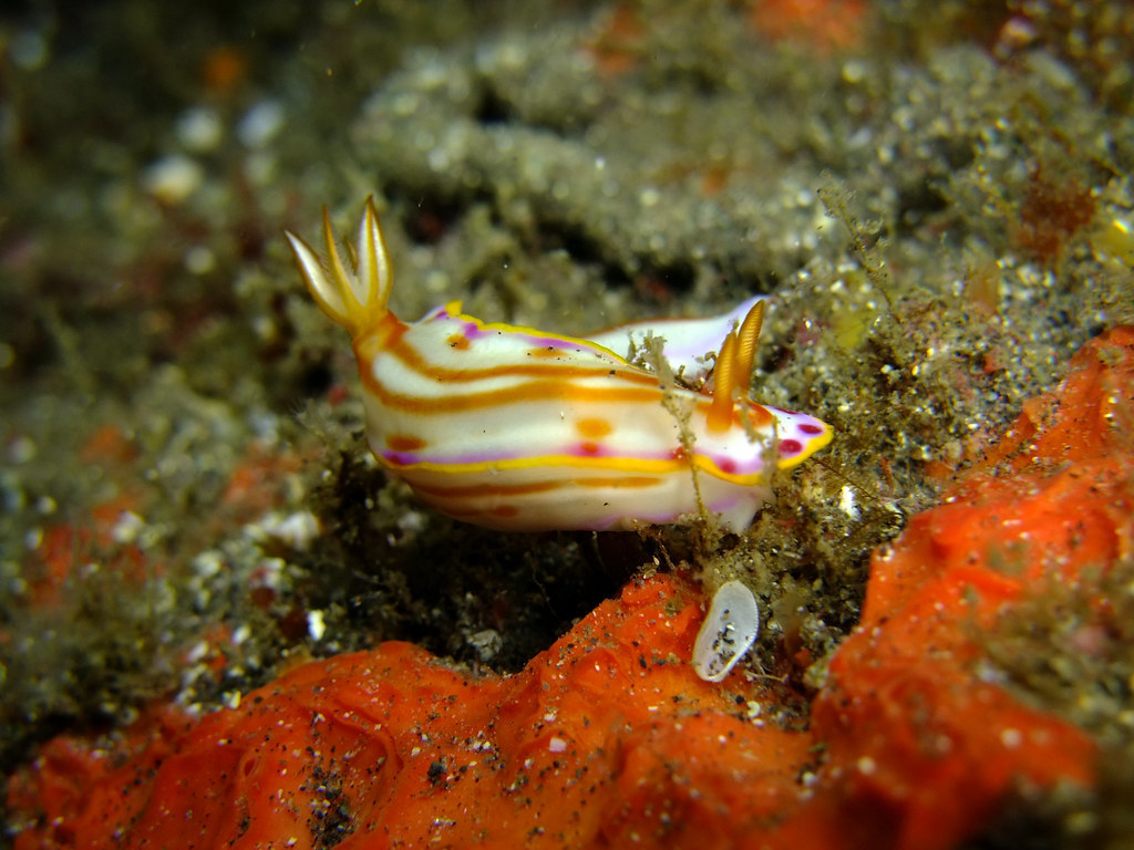 Hypselodoris kaname