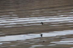 Orochelidon andecola