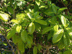 Tabernaemontana citrifolia