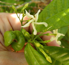 Tabernaemontana citrifolia