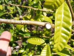 Tabernaemontana citrifolia