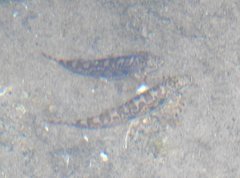 Liniparhomaloptera disparis