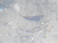 Liniparhomaloptera disparis