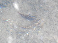 Liniparhomaloptera disparis