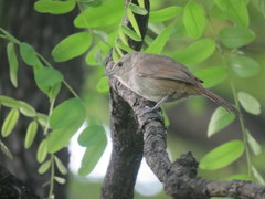 Phacellodomus sibilatrix