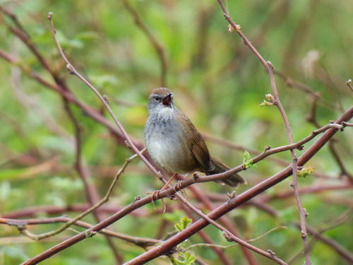 Spotted Bush Warbler