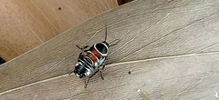 Hemithyrsocera vittata