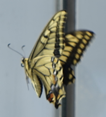 Papilio machaon hippocrates