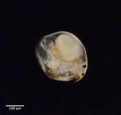 Chydoridae