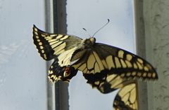 Papilio machaon hippocrates