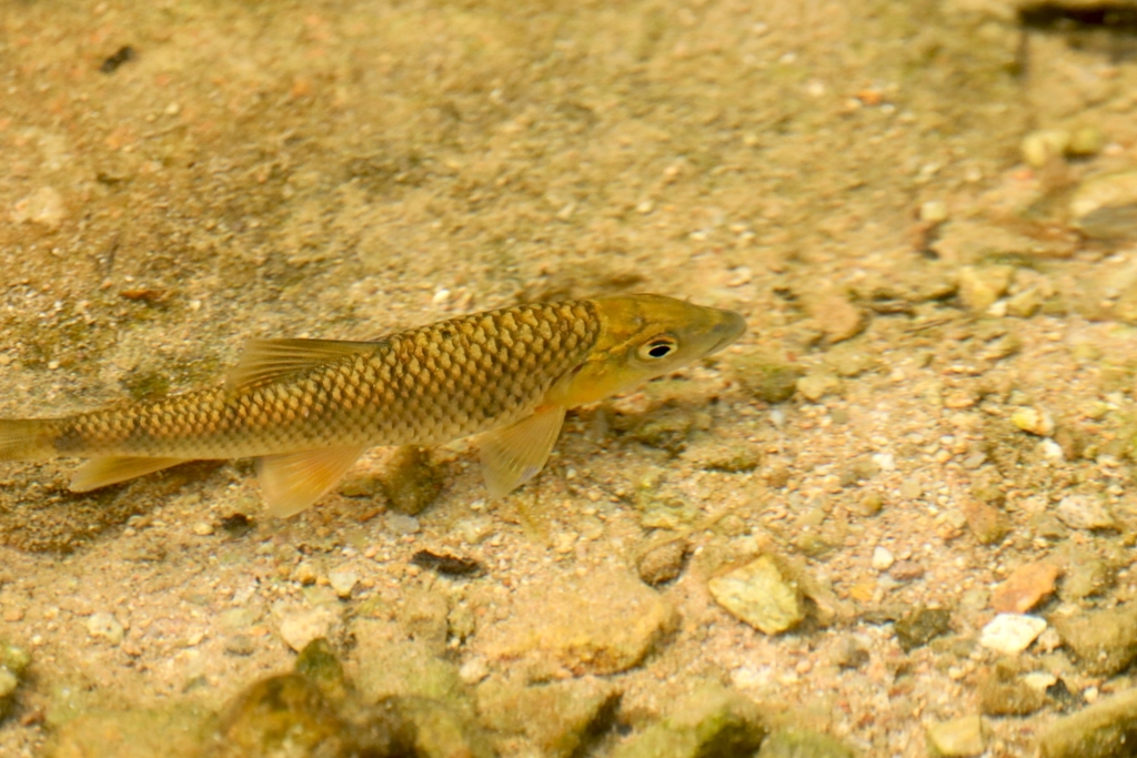 Hemispinus barb (Acrossocheilus hemispinus) — Cyprinidae