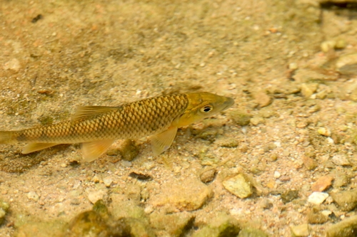 Halfstekel-barbeel (Acrossocheilus hemispinus) — Cyprinidae