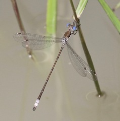 Lestes sigma